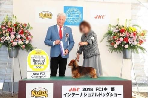 販売中のカニンヘンダックスフンド(ロングヘアード)の親犬